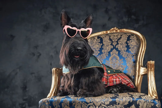 Historia ubrań dla psów: od praktyczności do mody