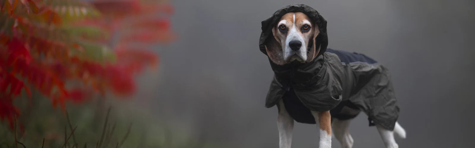 Płaszcz / Kurtka dla psa