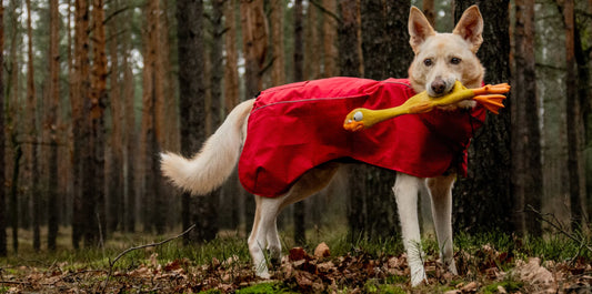 Jak dobrać odpowiednie ubranko dla psa na każdą porę roku? 🐶