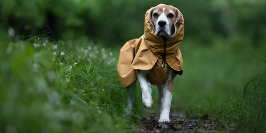 Jak dobrać odpowiednie ubranko dla psa na każdą porę roku? 🐶