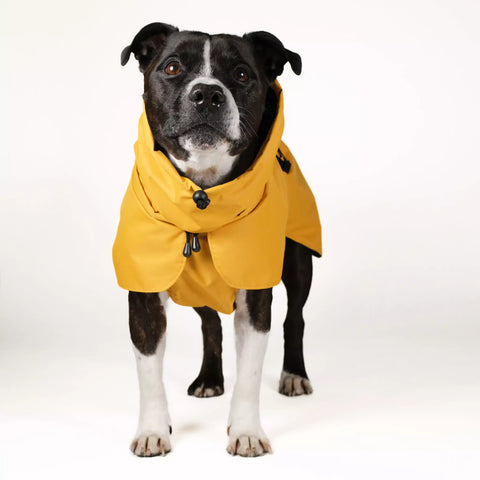 Dog Raincoat Limited