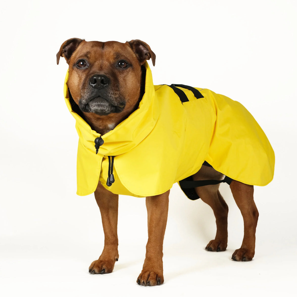 Dog Raincoat - UNISEX