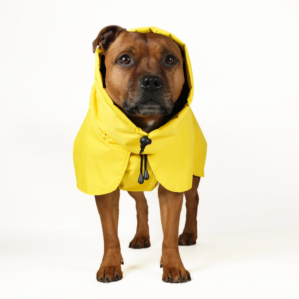 Dog Raincoat Limited