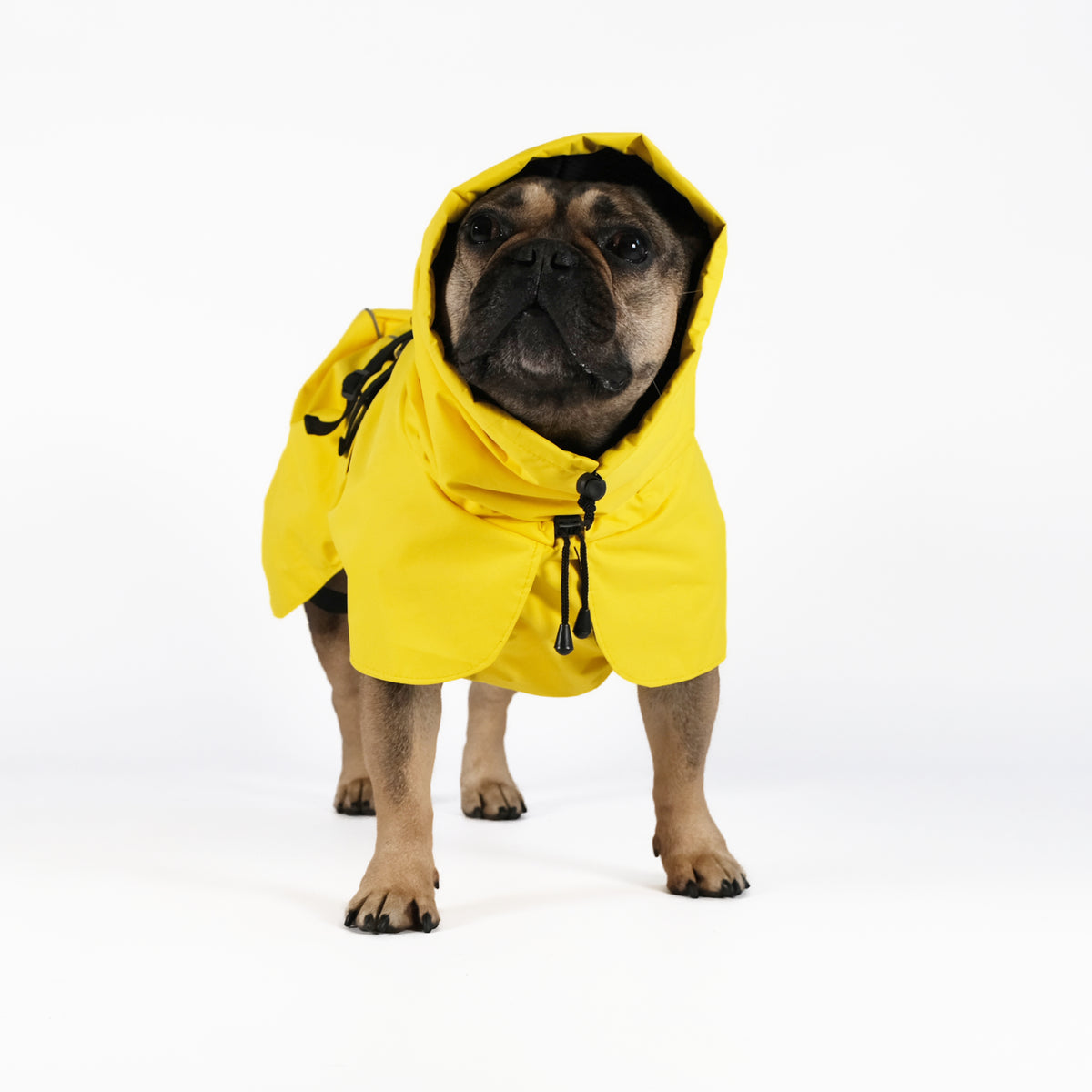 Dog Raincoat Limited