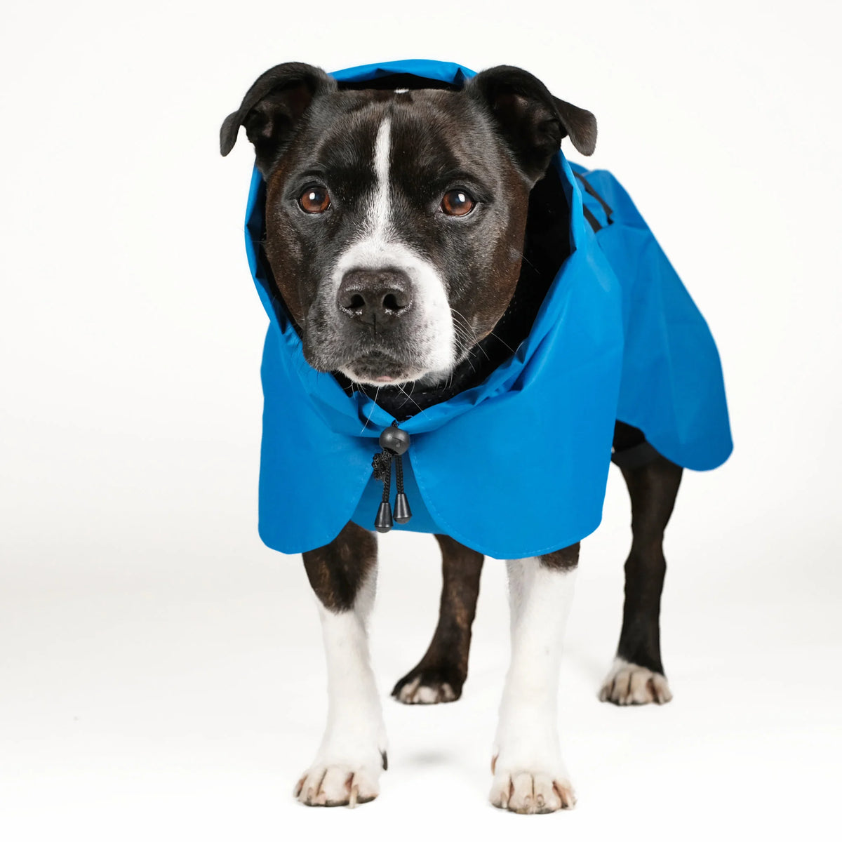 Dog Raincoat Limited