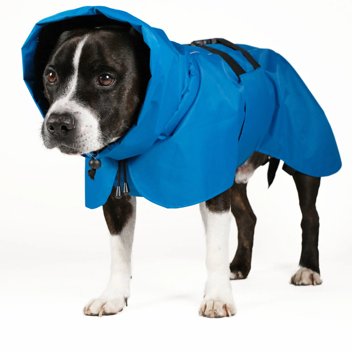 Dog Raincoat Limited