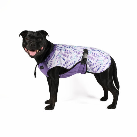 Dog Cooling Vest - Limited